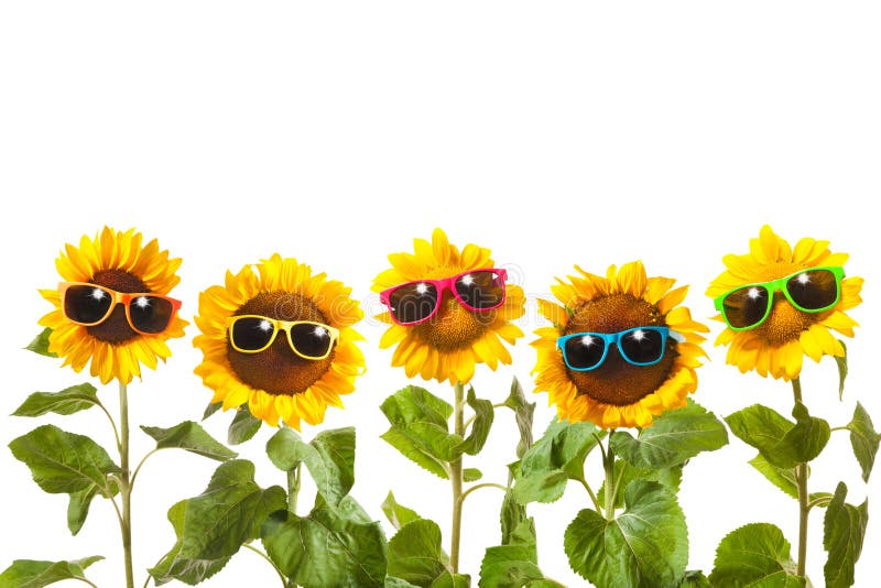 Sunflowers with sunglasses isolated on white background. Sunflowers stock images, royalty-free photos and pictures