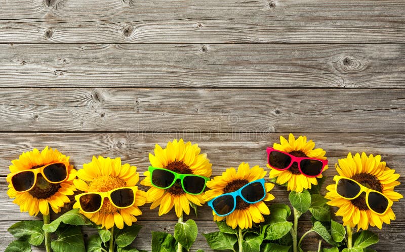 Sunflowers with sunglasses on wooden board. Sunflowers stock images, royalty-free photos and pictures