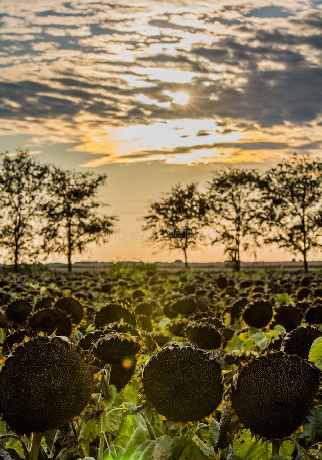 Sunflowers stock image Sunflowers stock image