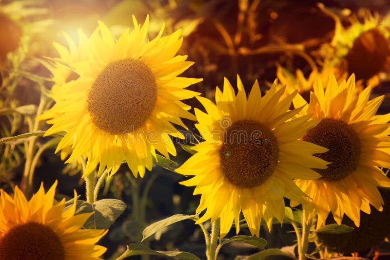 4 Sunflowers on sunset in July