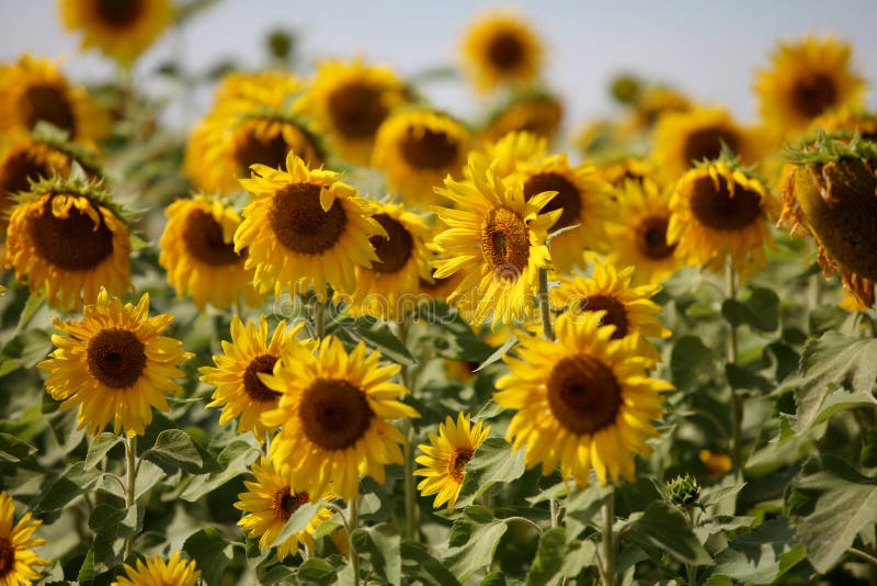 Sunflowers Swaying in the Wind Close To Stock Photo Image of leaf