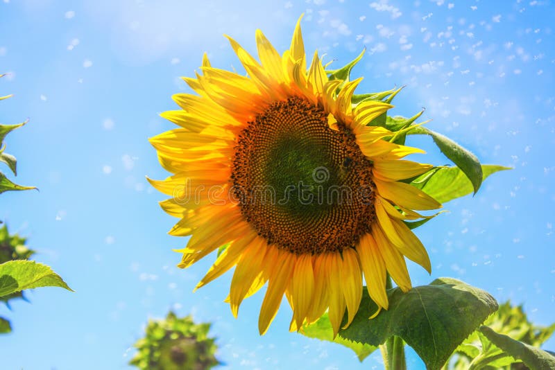 html sunflower code html sunflower code