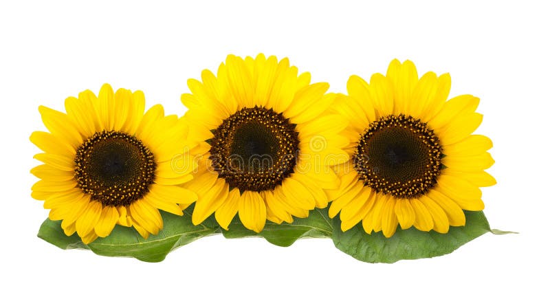 Three sunflowers isolated on white background. Sunflowers stock images, royalty-free photos and pictures