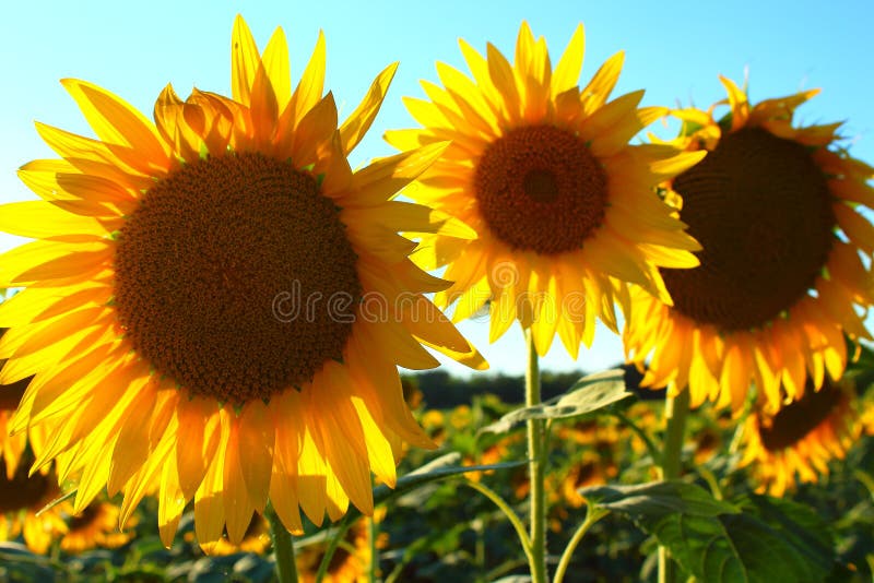 Sunflowers Look Up To the Rising Sun, Adobe Rgb Stock Photo Image of