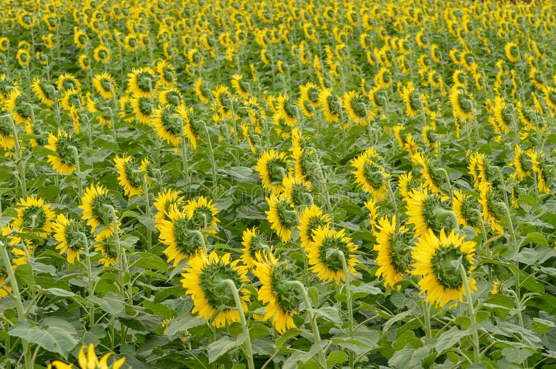 Sunflowers Turn Their Yellow Flowers To the Dawn, Sun Appear in the