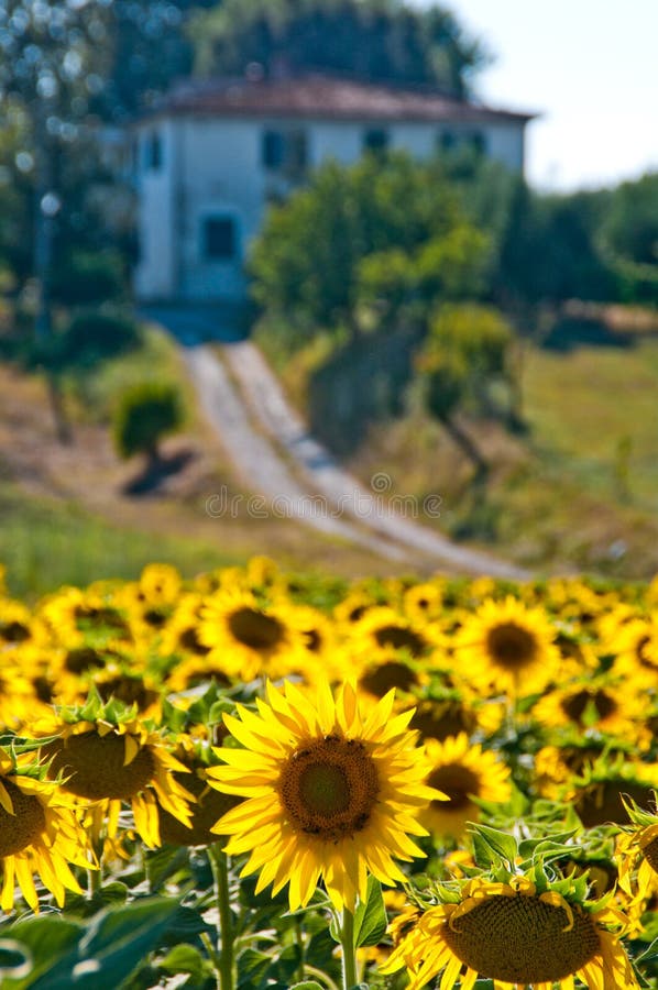 Sunflowers in the Tuscan Countryside Stock Photo - Image of field