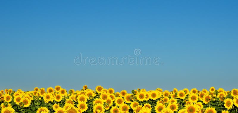 Sunflowers under the blue sky.