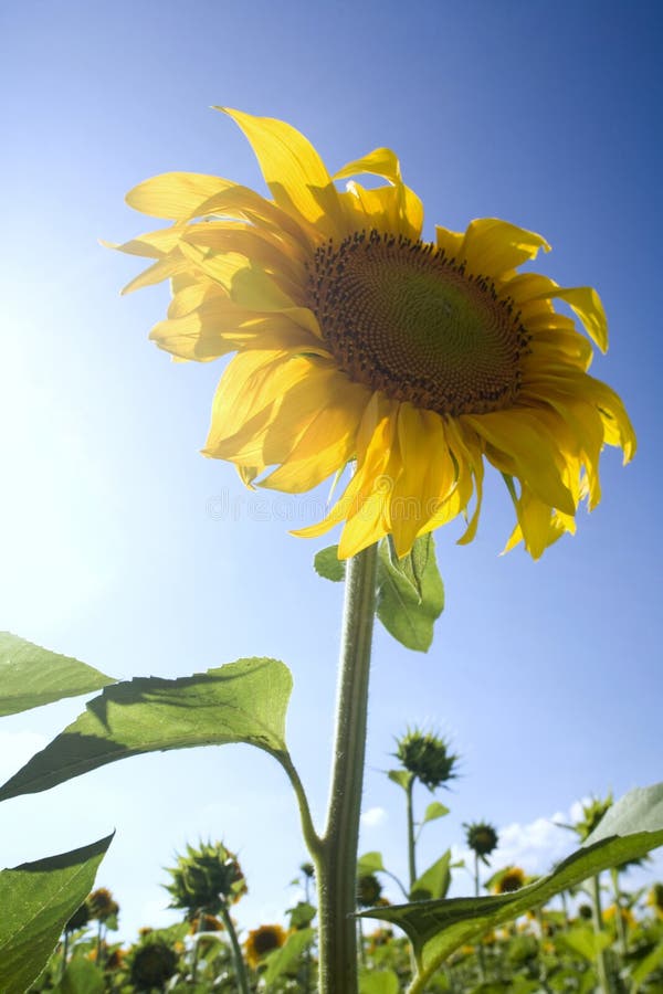 Sunflowers under the sunlight