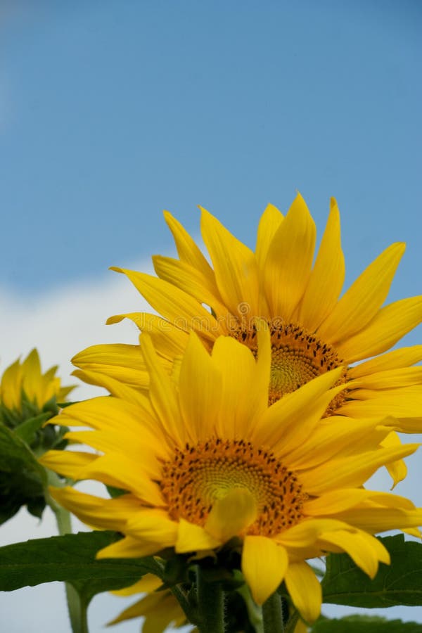 Sunflowers under Sunny Sky stock image. Image of rural 99228107