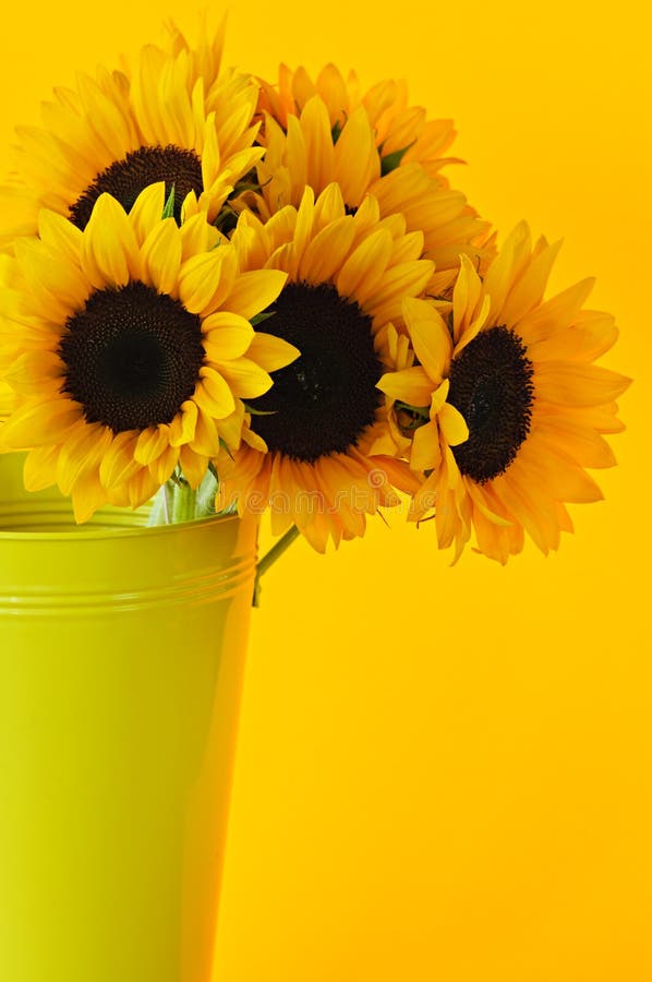 3,981 Sunflowers Vase Stock Photos Free & RoyaltyFree Stock Photos
