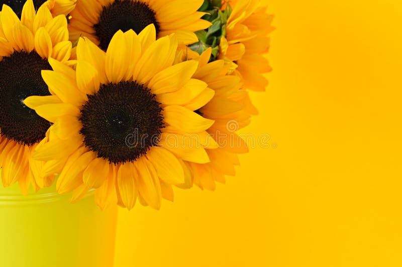 Bouquet of sunflowers in yellow metal vase. Sunflowers stock images, royalty-free photos and pictures