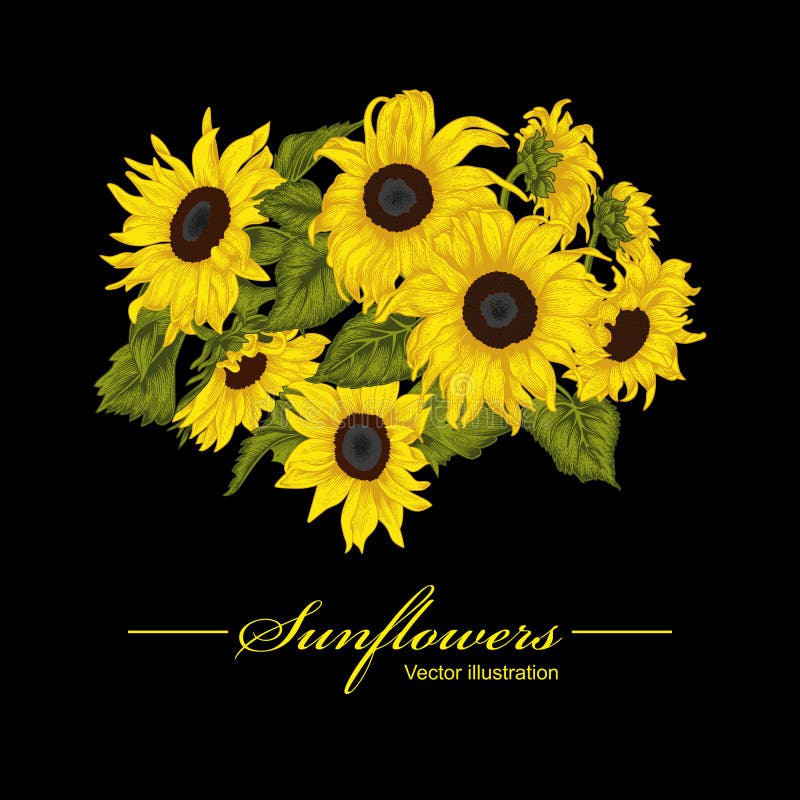 Download Sunflowers. Vector Illustration In Vintage Style. Stock Vector - Illustration of butter, drawing ...