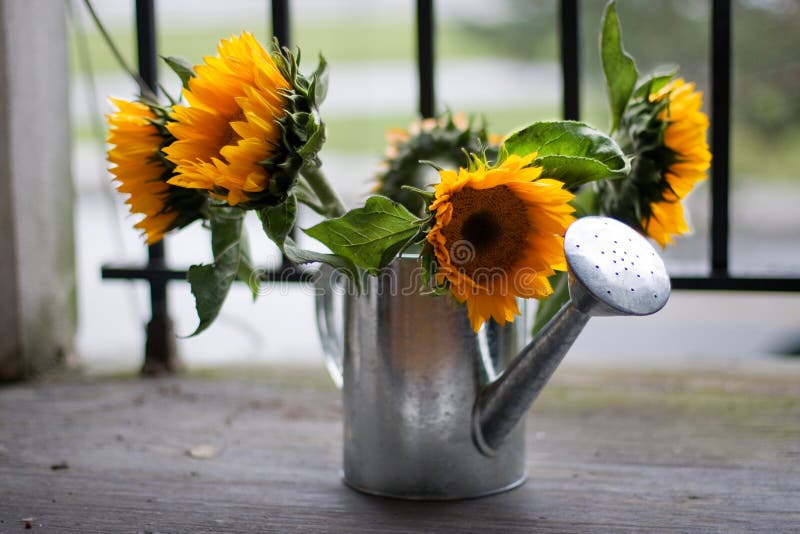 Sunflowers in a water can stock photo. Image of bright 33694946
