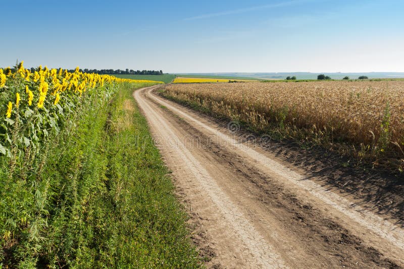 Sunflowers and wheat on the road side royalty free stock photography Sunflowers and wheat on the road side royalty free stock photography