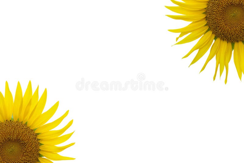 Sunflowers on White stock photo. Image of frame, copy 15297962