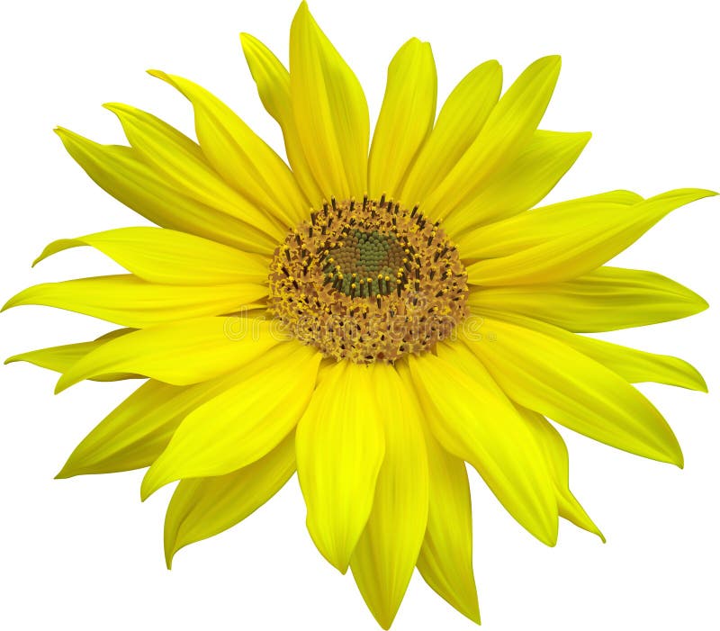 Sunflowers On A White Background