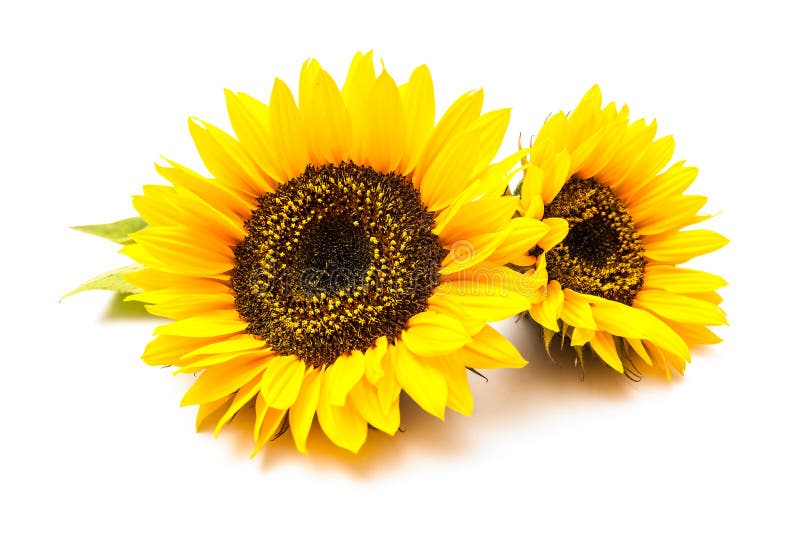 Yellow sunflowers isolated on the white background. Sunflowers stock images, royalty-free photos and pictures