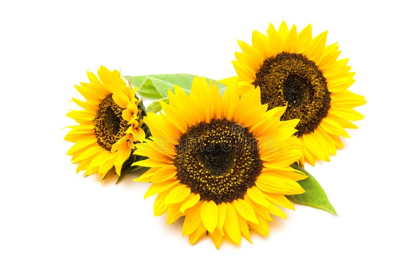 Yellow sunflowers isolated on the white background. Sunflowers stock images, royalty-free photos and pictures