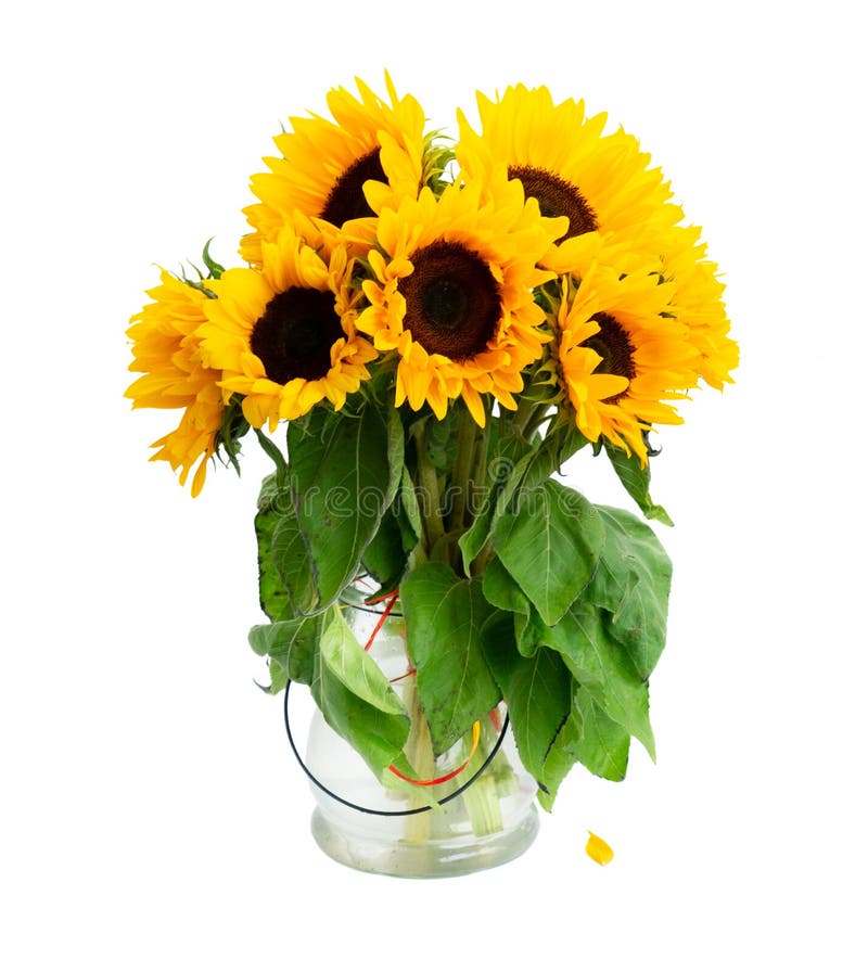 Sunflowers on white stock photo. Image of bloom, floral 146046510