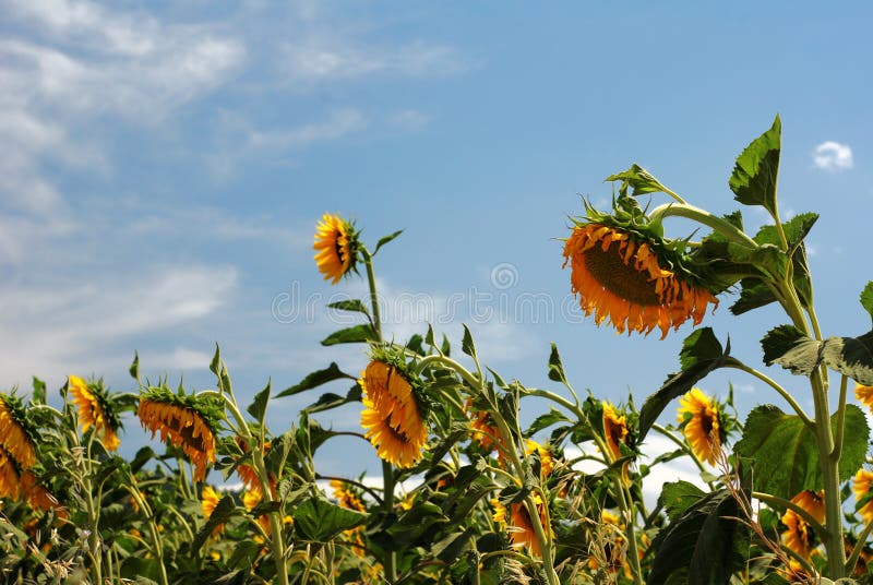 Sunflowers wilting in the heat