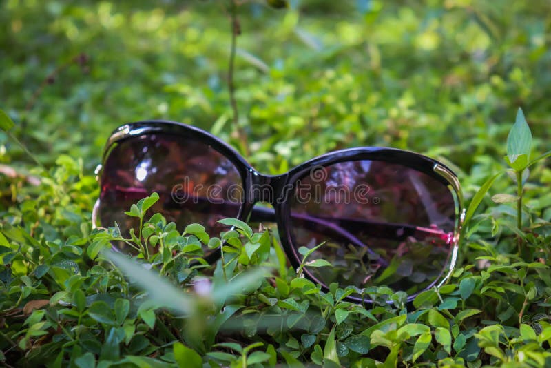 Sunglasses on the Fresh Green Grass Stock Image Image of invertebrate