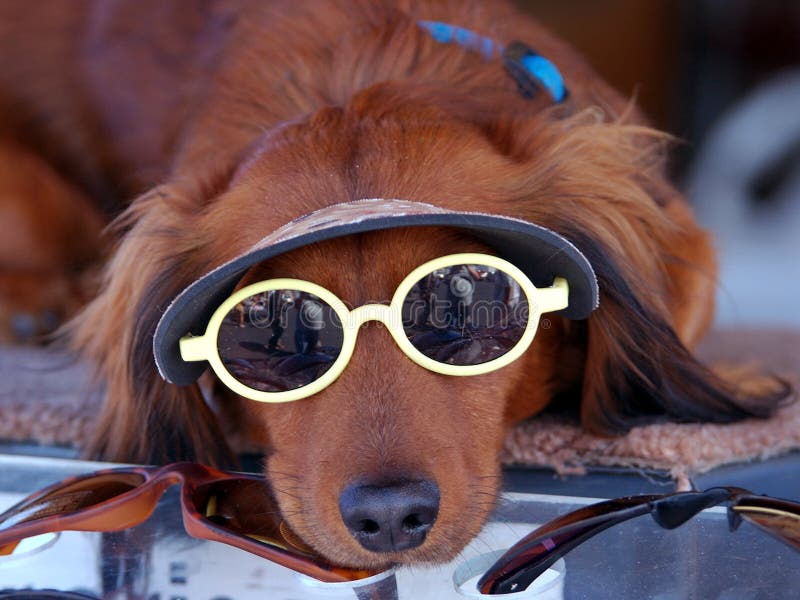 Sunglasses Puppy Dog stock photo. Image of brown, doggy 123314