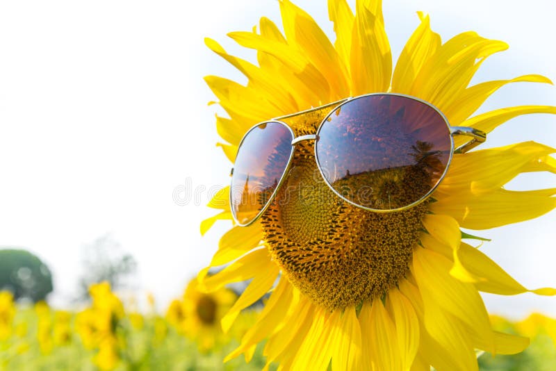 Sunglasses sunflowers