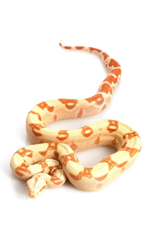 Sunglow Columbian Redtailed Boa Stock Photo Image of space