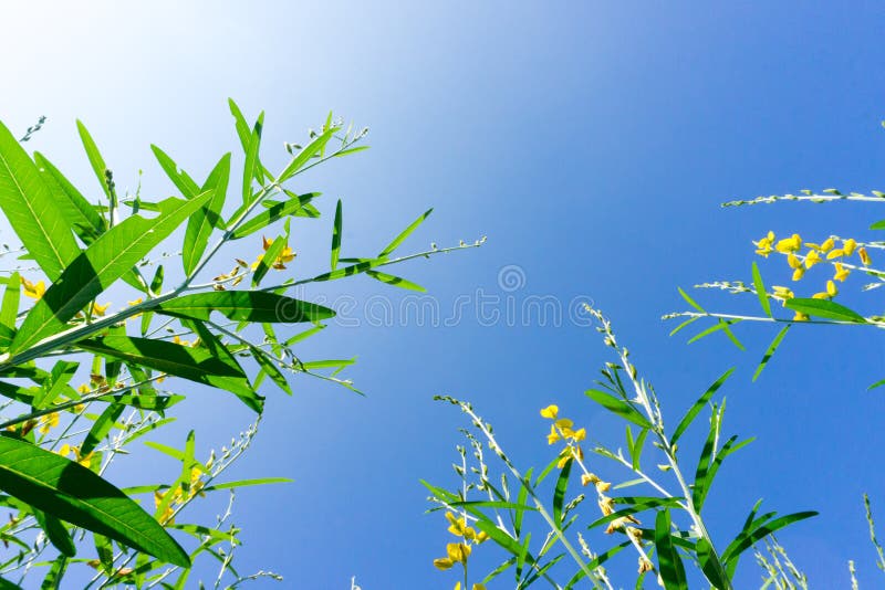sunhemp lage hoek op blauwe hemel stock afbeelding sunhemp lage hoek op blauwe hemel stock afbeelding
