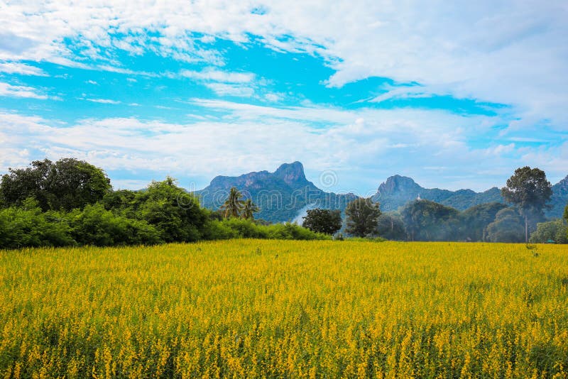 Sunhemp ή τομέας λουλουδιών juncea Crotalaria με mou Khao Jeen Lae στοκ φωτογραφίες με δικαίωμα ελεύθερης χρήσης
