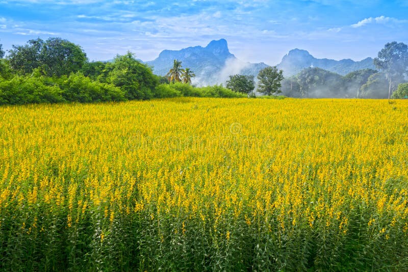 Sunhemp ή τομέας λουλουδιών juncea Crotalaria με mou Khao Jeen Lae στοκ εικόνες