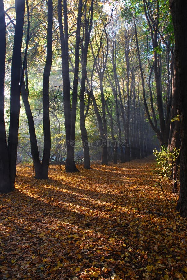 Sunlight in autumn wood