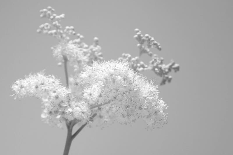 Sunlight Branch with White Flowers in the Black and White Stock Photo