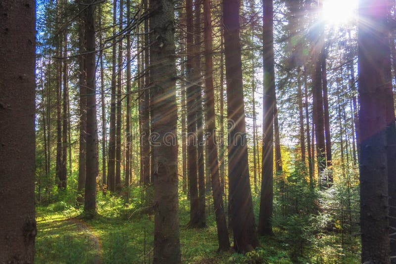 Sunlight in the coniferous forest royalty free stock photography Sunlight in the coniferous forest royalty free stock photography