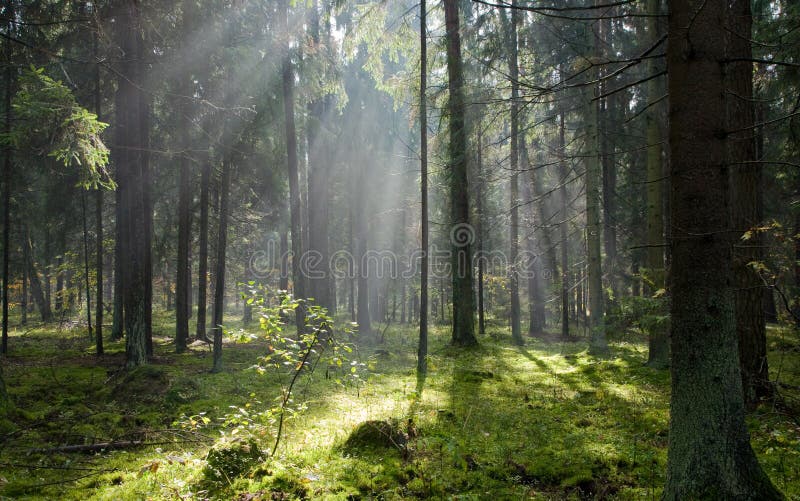 Sunlight entering misty coniferous forest royalty free stock photography