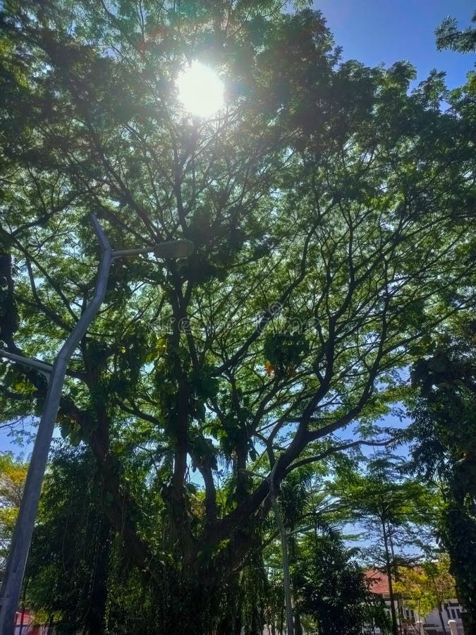 Sunlight filtering through the lush trees. stock photography