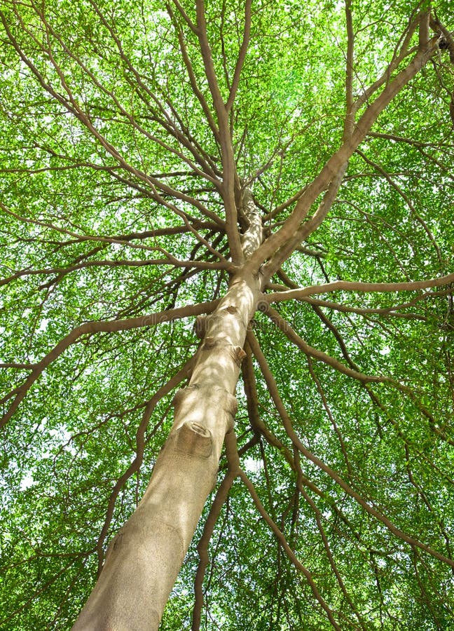 Sunlight in the green forest stock photography Sunlight in the green forest stock photography