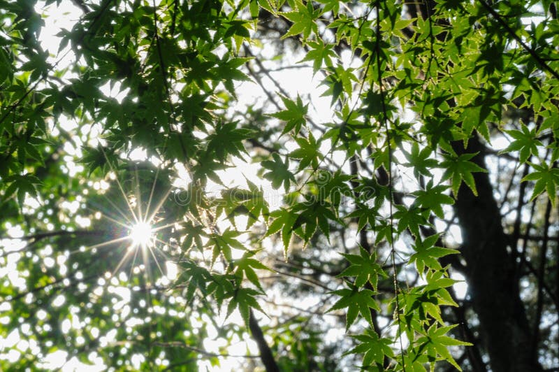 Sunlight through green Japanese maples in a tranquil forest ambiance stock photo