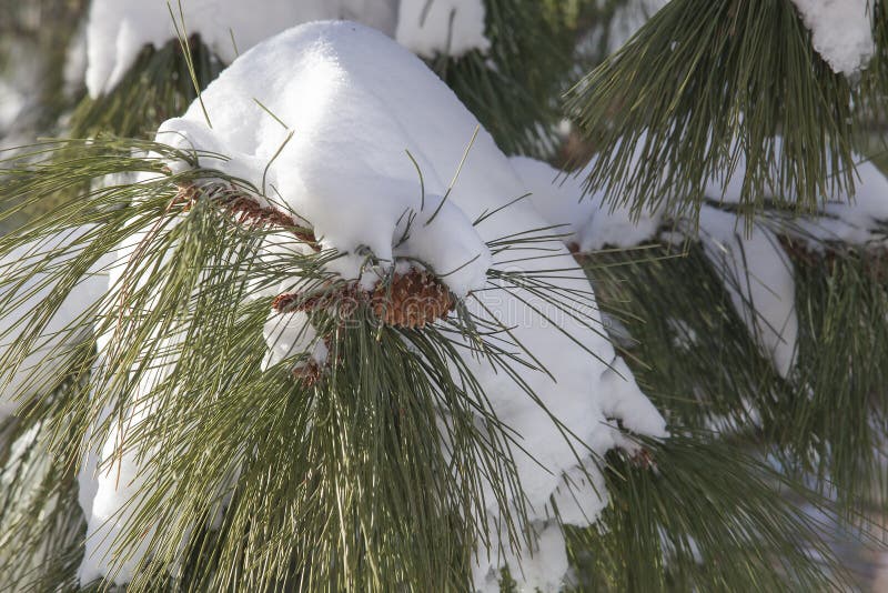 Sunlight hitting snow on pine tree branches after a winter storm royalty free stock photos