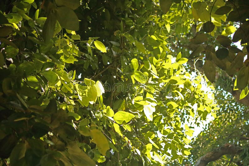 SUNLIGHT on LEAVES of CINNAMON TREE Stock Photo Image of tree