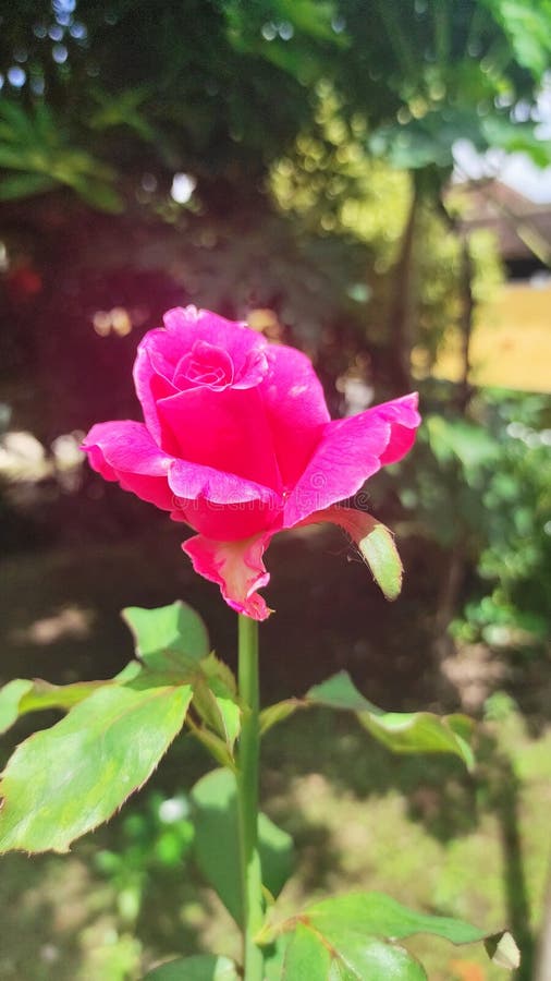 Sunlight mini rose stock photo. Image of mini, wildflower 226583252