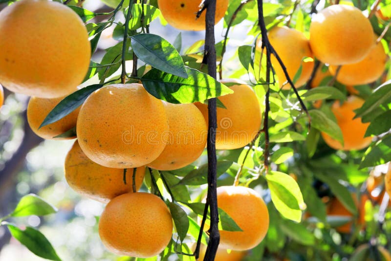 Sunlight, Orange Trees, Orchard, Overgrown, Yellow Orange, Citrus Stock