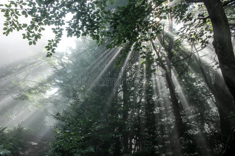 Sunlight passing throught the forest in Poloniny - Slovakia