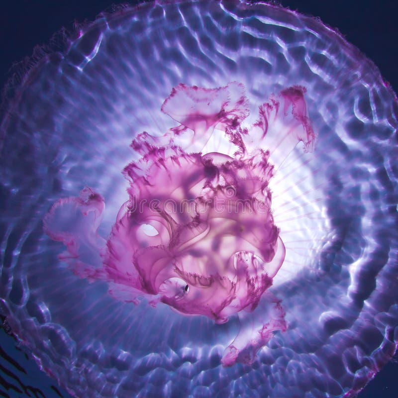 Sunlight through pink jellyfish underwater