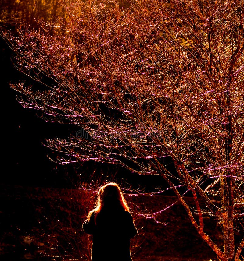 Sunlight on the Red tree and Red Head