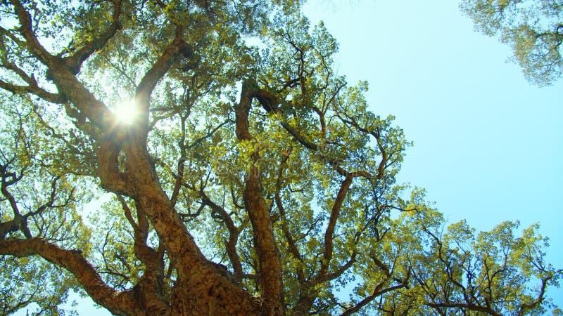 Sunlight shines through the branches of tree against blue sky. Big beautiful tree with a long branches. Beautiful wild nature. Low angle view to the tree trunk with textured bark