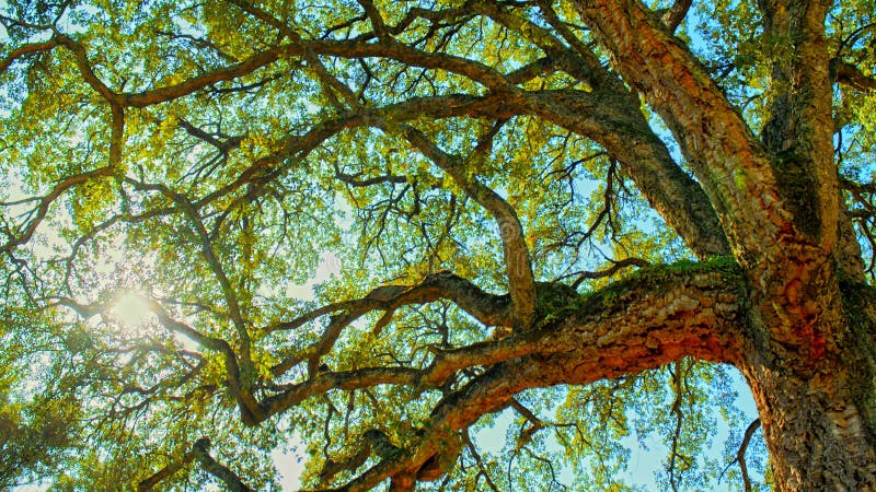 Sunlight shines through the branches of tree against blue sky. Big beautiful tree with a long branches. Beautiful wild nature. Low royalty free stock photos