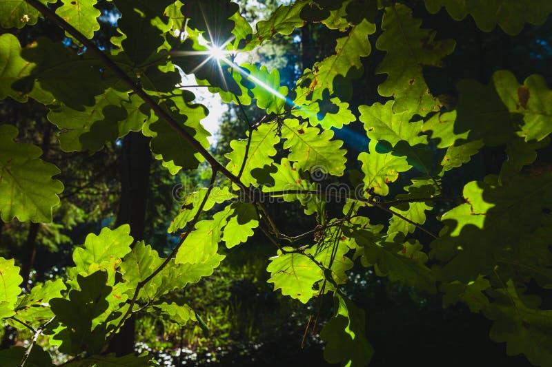Sunlight shines through oak leaves, creating a starburst effect and highlighting their green texture stock photography