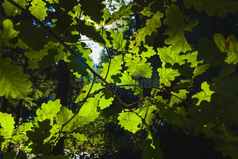 Sunlight shines through oak leaves, creating a starburst effect and highlighting their green texture stock image