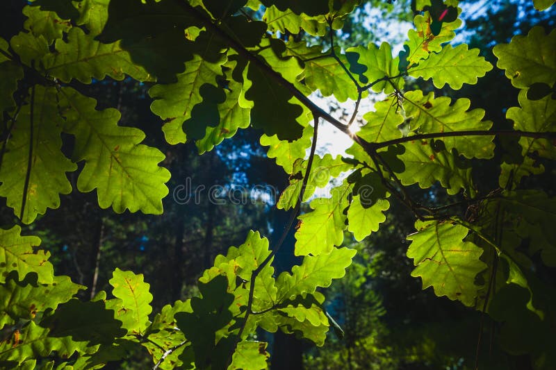 Sunlight shines through oak leaves, creating a starburst effect and highlighting their green texture royalty free stock images